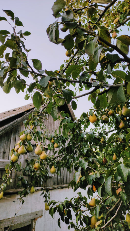Loving pear trees this Autumn?
